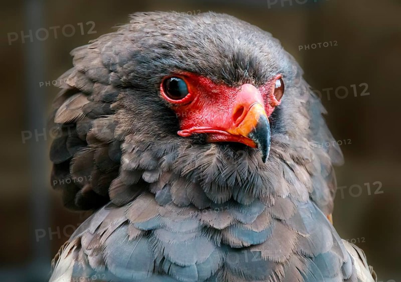 Bird of prey, Bateleur (Terathopius ecaudatus), portrait in front of dark background, bokeh
