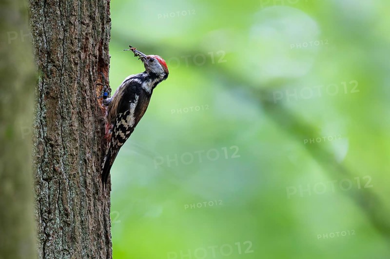 Middle spotted woodpecker (Leiopicus medius), female with insects in her beak at the breeding den, Bad Homburg, Hesse, Germany, Europe