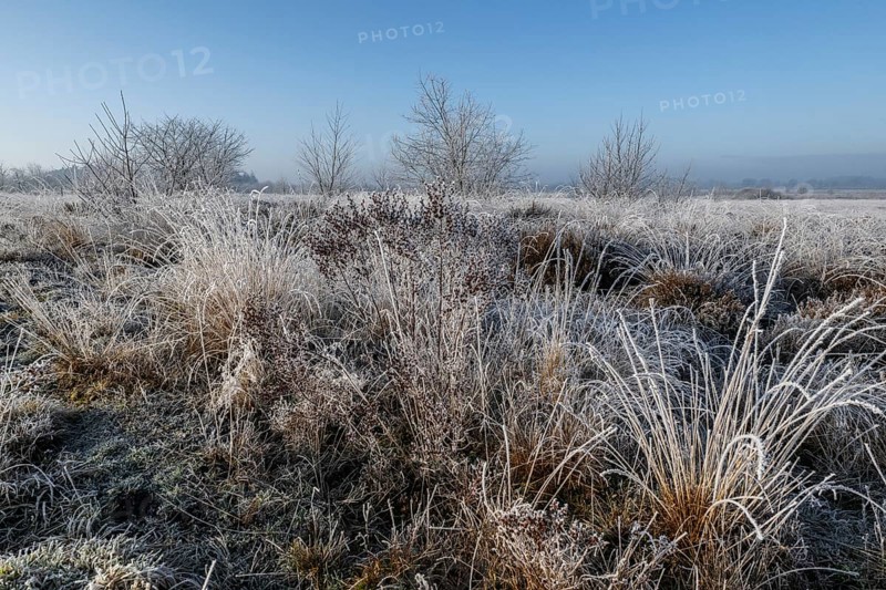 Moorland landscape in hoarfrost, Emsland, Lower Saxony, Germany, Europe