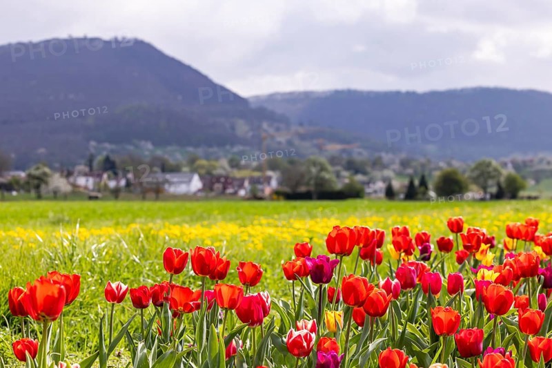 Tulip field for self-picking near Nabern on the Albtrauf of the Swabian Alb. Kirchheim unter Teck, Baden-Württemberg, Germany, Europe