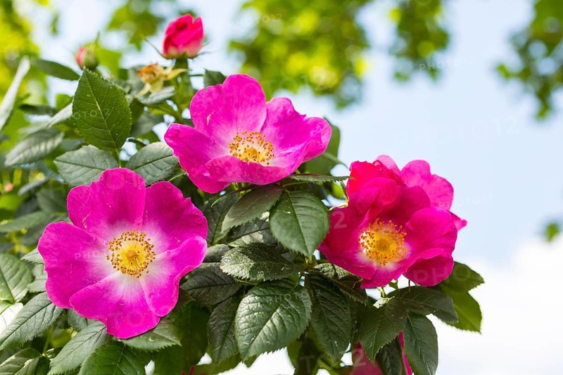 Dog rose (Rosa canina) in bloom