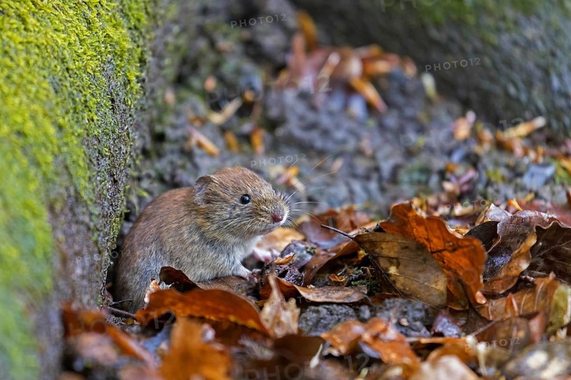 Bank vole (Clethrionomys glareolus) foraging on the forest floor