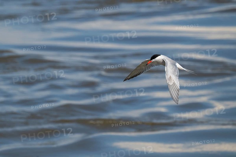 Arctic Arctic Tern (Sterna paradisea) in flight, Wadden Sea, North Frisia, Schleswig-Holstein, Germany, Europe