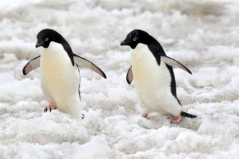 Adelie Penguin (Pygoscelis adeliae), adult couple walking in snow, Antarctica, Devil Island, Weddell Sea, Antarctica