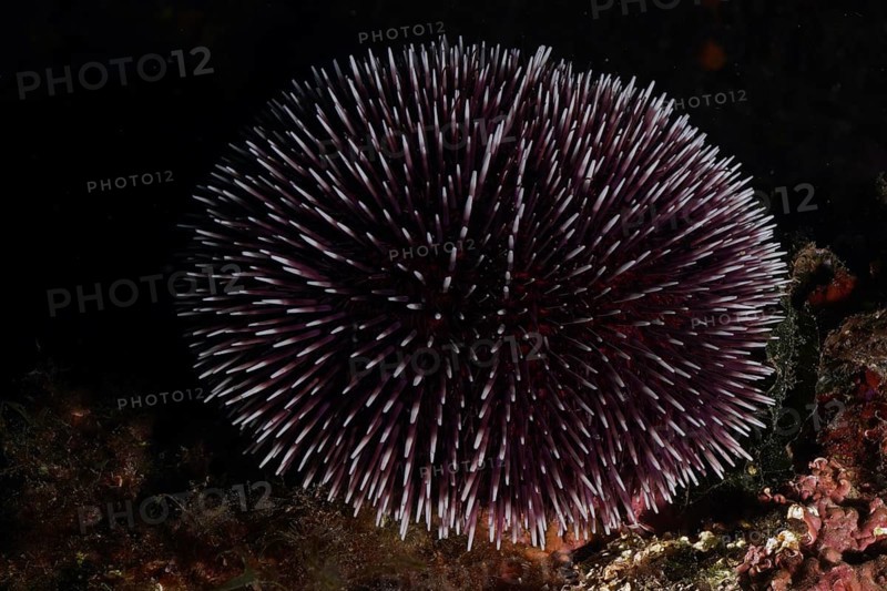 Sea urchin with dark texture, Sphaerechinus granularis (Sphaerechinus granularis), in mysterious underwater scene, dive site Cap de Creus Marine Reserve, Rosas, Costa Brava, Spain, Mediterranean Sea, Europe