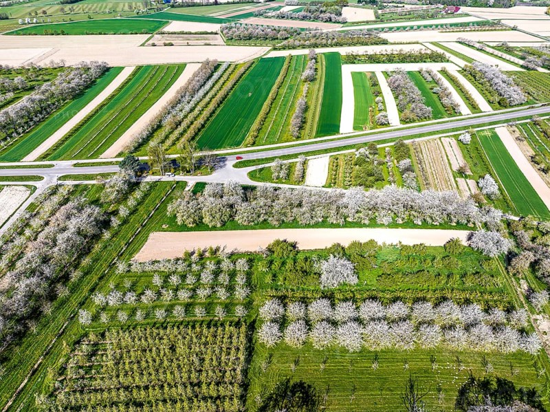 Spring near Sasbach in the Achertal in the Ortenau district. Orchards in bloom.Sasbach, Baden-Württemberg, Germany, Europe