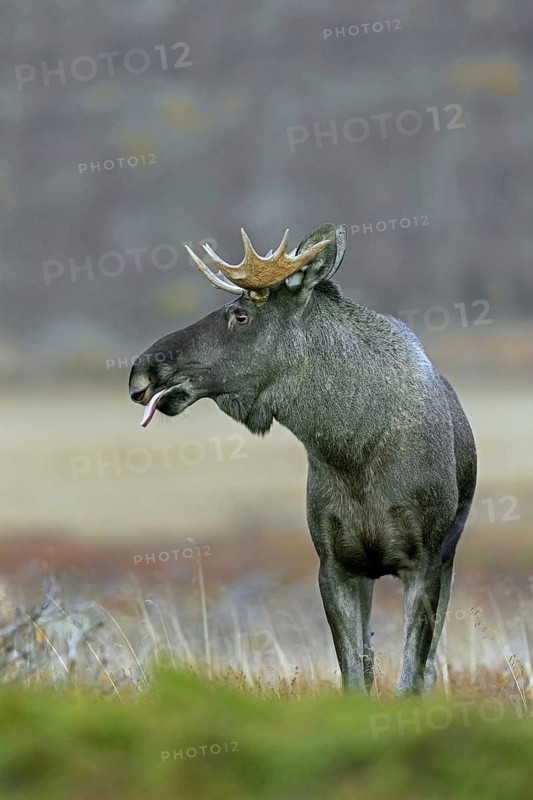 Moose, elk (Alces alces), adult bull, male foraging on the tundra in autumn, fall, Sweden, Scandinavia, Europe