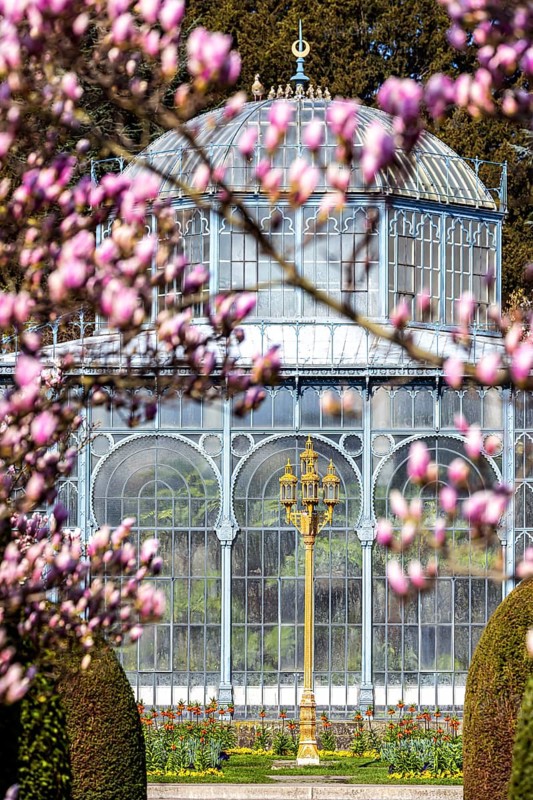 Tree blossom in spring. Magnolias (Magnolia) in bloom at the Wilhelma Zoological-Botanical Garden in Stuttgart. Historic greenhouse. Stuttgart, Baden-Württemberg, Germany, Europe