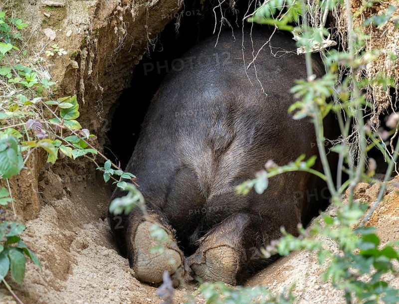 Brown bear (Ursus arctos) crawls into its den, rump and paws visible, Germany, Europe
