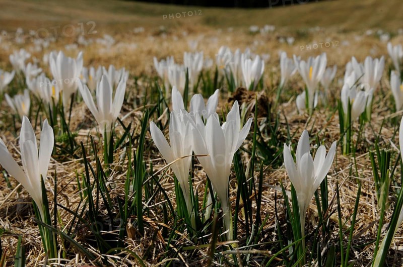 White crocuses on a dry meadow in spring, lily of the valley (Convallaria majalis), Bavaria