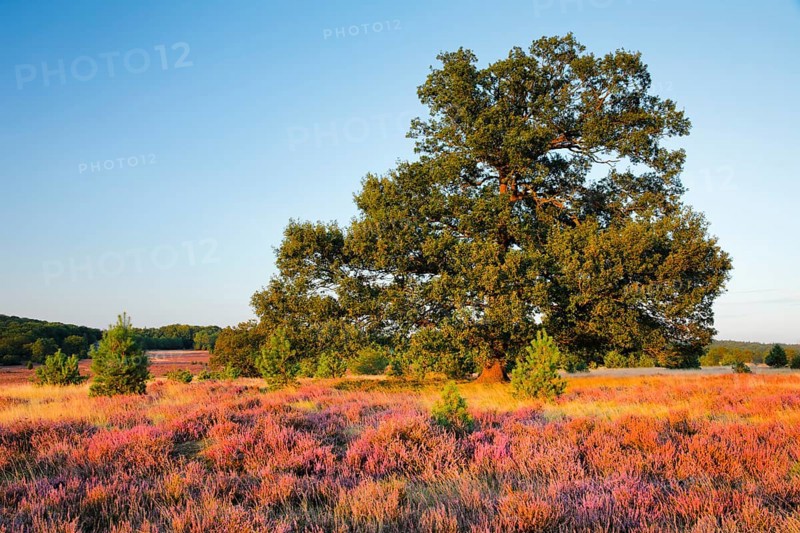 Large oak tree in the evening light in the blooming Lüneburg Heath, Lower Saxony, Germany, Europe