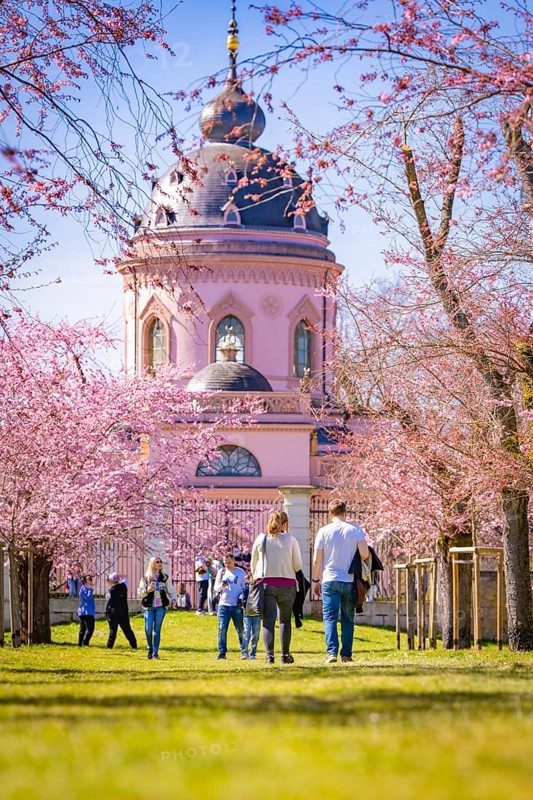 People walking through cherry blossom alley to the pink mosque on a sunny spring day, cherry blossom garden, Schwetzingen Palace, Germany, Europe
