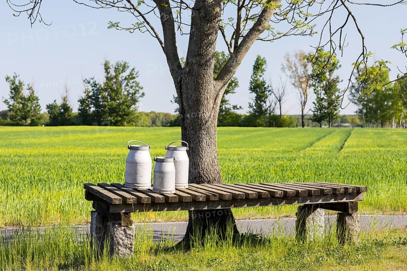 Milk ramp with 2 old aluminium milk cans on a tree, tradition, Upper Lusatia, Saxony, Germany, Europe