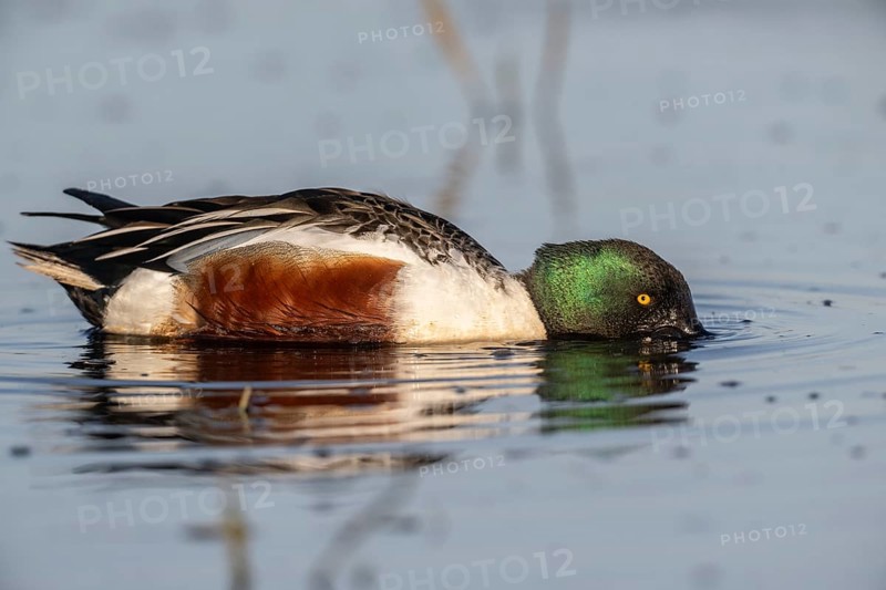 Shoveler (Spatula clypeata), Lower Saxony, Germany, Europe