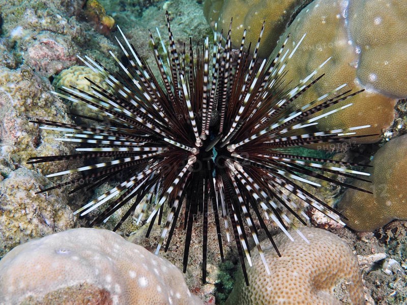Arbacia lixula with long spines, banded sea urchin (Echinothrix calamaris), on coral reef, dive site Prapat, Penyapangan, Bali, Indonesia, Asia