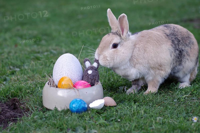 Rabbit (Oryctolagus cuniculus), Easter, Easter bunny, Easter nest, Easter egg, Garden, A rabbit sniffs the decoration of the Easter nest
