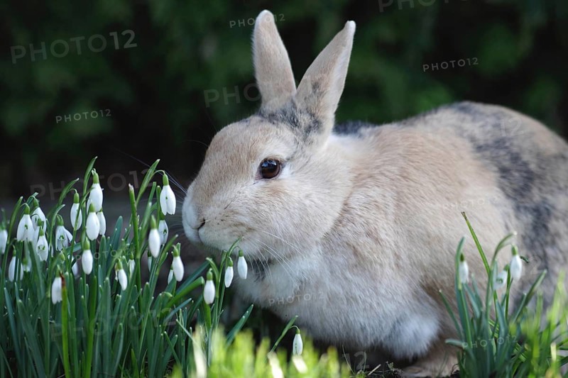 Rabbit (Oryctolagus cuniculus), Easter, snowdrops, Easter bunny, spring, portrait of a rabbit sitting next to a clump of blooming snowdrops