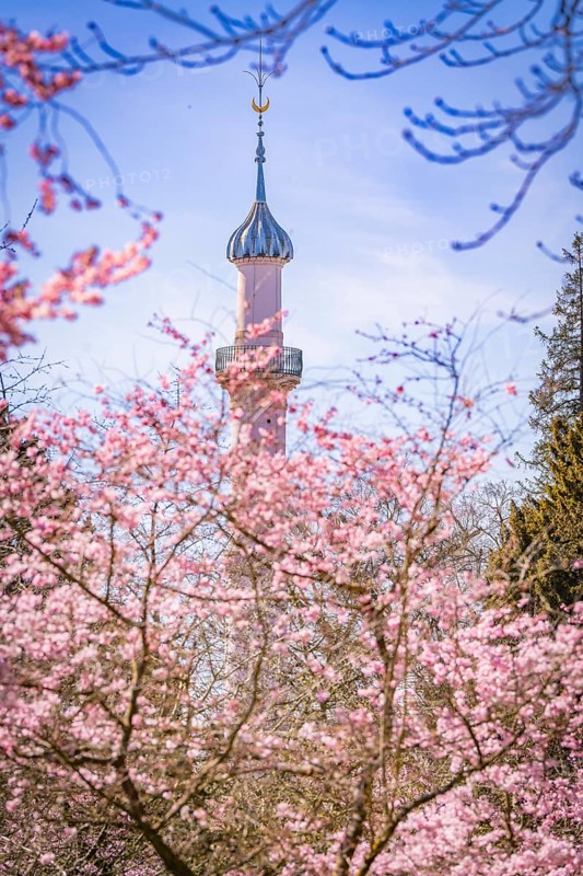 High minaret towers over blossoming cherry trees, blue sky, cherry blossom garden, Schwetzingen Palace, Germany, Europe
