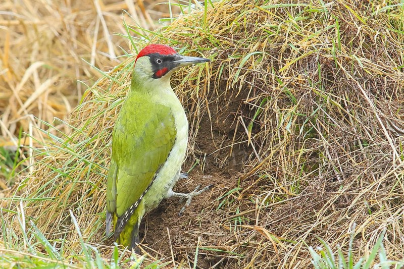 Green woodpecker (Picus viridis) male looking for ground-dwelling ants, Wildlife, Grasspecker, Pileated woodpecker, Woodpeckers, Animals, Birds, Nature photography, Siegerland, North Rhine-Westphalia, Germany, Europe