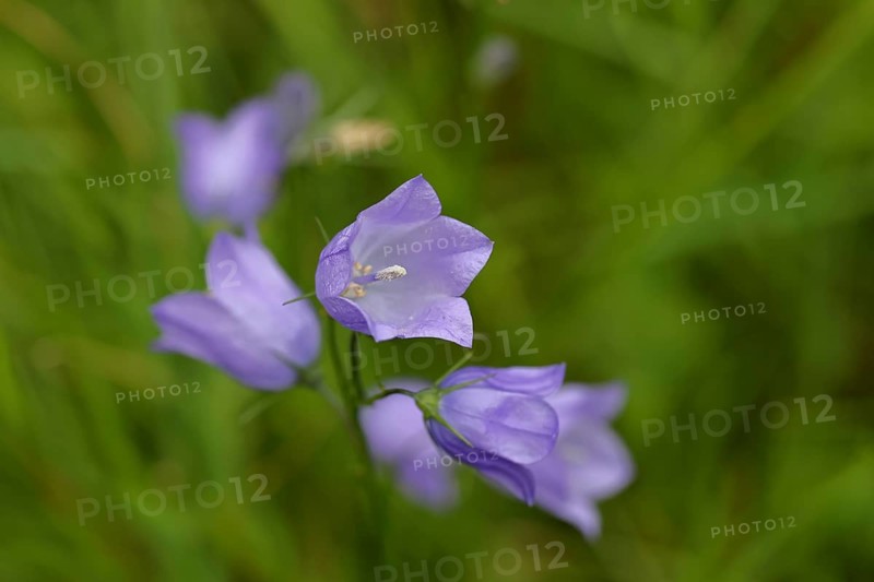 Meadow bellflower (Campanula patula), blue flower, on a nutrient-poor meadow, Wilnsdorf, North Rhine-Westphalia, Germany, Europe