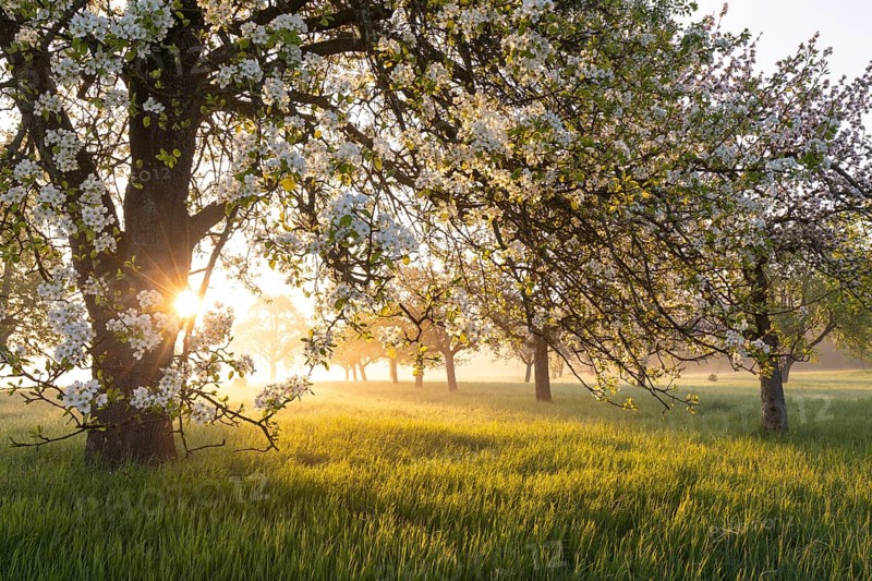 Fresh blossom, morning light, ground mist... simply magical! Foothills orchard meadow in bloom - apple tree avenue in the morning light with ground mist