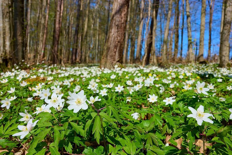 Blue Wood anemone (Anemone nemorosa), flowering anemones in the forest in sunny weather, spring mood with green foliage and blue sky, Würzburg, Bavaria, Germany, Europe