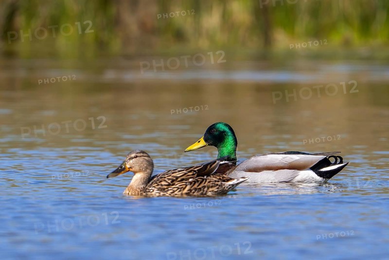 Mallard pair, wild duck couple (Anas platyrhynchos), male and female swimming in pond in spring