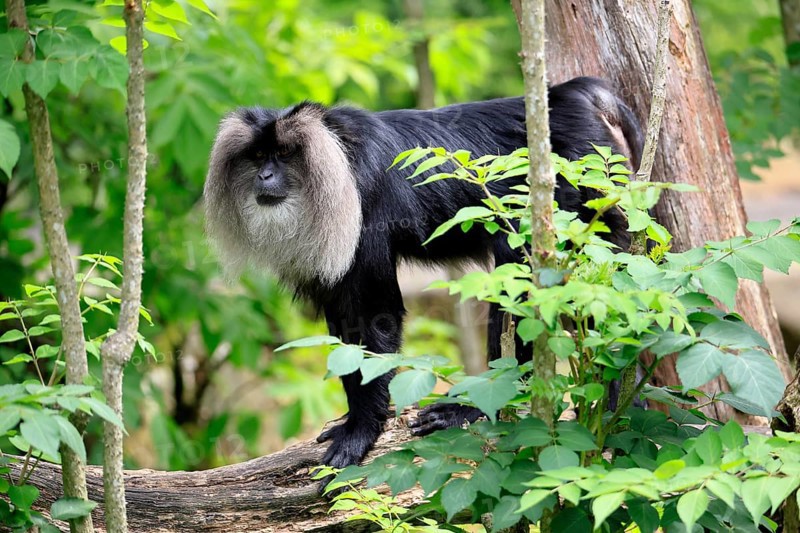 Bearded monkey, Wanderu, (Macaca silenus), adult, on tree trunk, alert, India, Asia