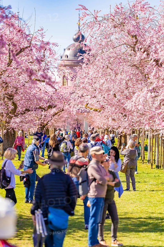 People walking under pink blossoming cherry trees, cherry blossom garden, Schwetzingen Palace, Germany, Europe