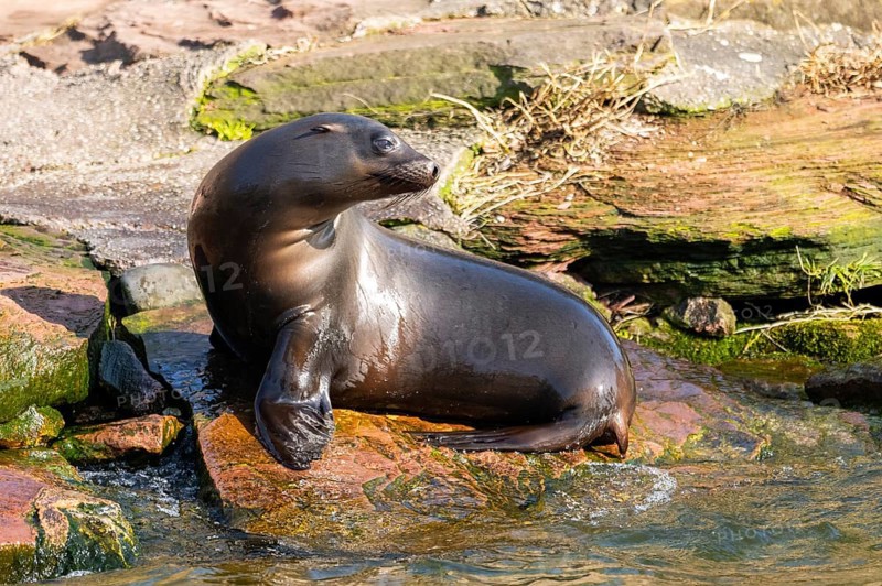 California sea lion (Zalophus californianus), at the shore of the sea, captive, Germany, Europe