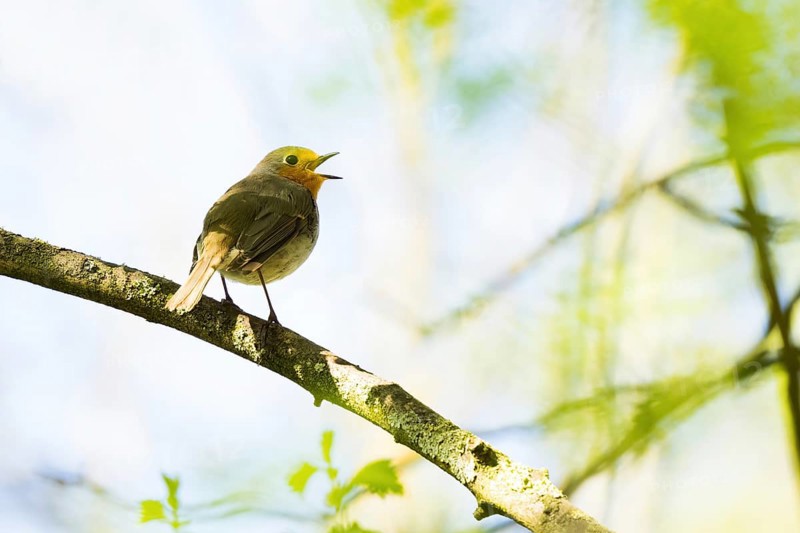 A robin (Erithacus rubecula) sits singing on a branch surrounded by green leaves, Hesse, Germany, Europe
