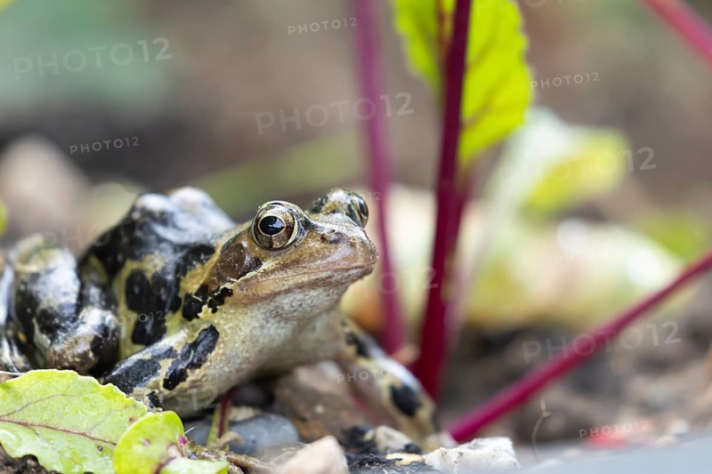 Common frog (Rana temporaria) adult amphibian on a garden vegetable bed with Beetroot in the summer, England, United Kingdom, Europe