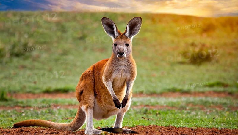 KI generated, animal, animals, mammal, mammals, biotope, habitat, one, individual, foraging, wildlife, red giant kangaroo, (Osphranter rufus Syn: Kangourou rufus, Macropus rufus), Australia, Oceania