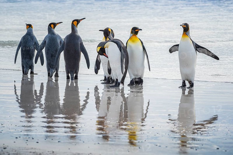 King penguins (Aptenodytes patagonicus), on the beach, Volunteer Point, Falkland Islands, Great Britain, South Atlantic, South America
