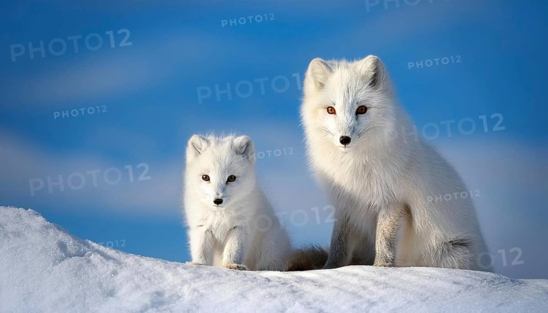 Two arctic foxes in the snow, Arctic fox, AI generated, Studio, AI generated