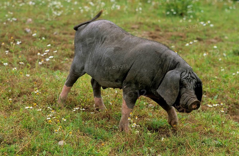 Meishan pig (Sus scrofa f. domestica) Chinese masked pig