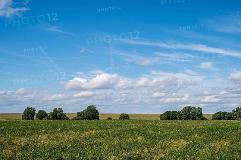 Wide field under blue sky with fluffy clouds, radiates peace, Dollart, Leer, East Frisia