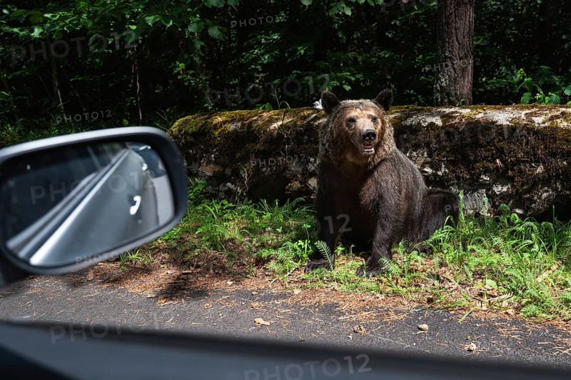 A wildlife bear (Ursus arctos) by the road in Romania