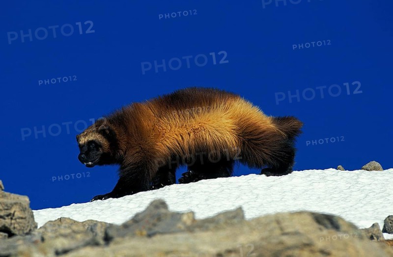 North American Wolverine (gulo gulo) luscus, Adult standing on Snow, Canada, North America