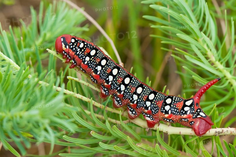 Spurge hawk moth (Hyles euphorbiae) caterpillar, Bavaria, Germany, Europe