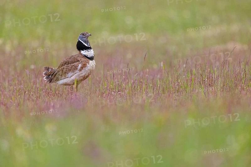 Little bustard (Tetrax tetrax) Outarde canepetière, Sisón Común, Hides De Calera / Great Bustard, Calera Y Chozas, Castilla La Mancha / Toledo, Spain, Europe