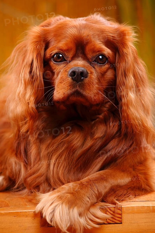 Cavalier King Charles Spaniel, male, ruby red