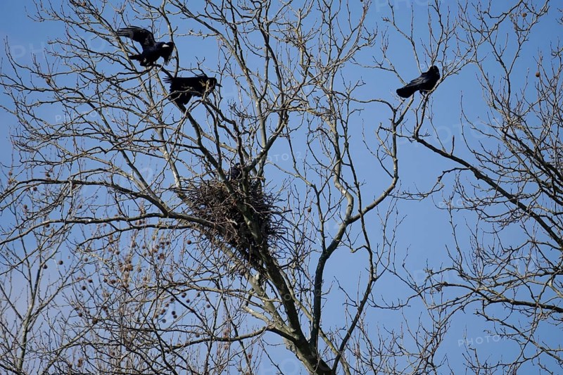 Rook (Corvus frugilegus), crow colony, plane tree avenue, Heilbronn, Neckar bank, Neckar, Neckar valley, crow, corvid, Germany, Europe
