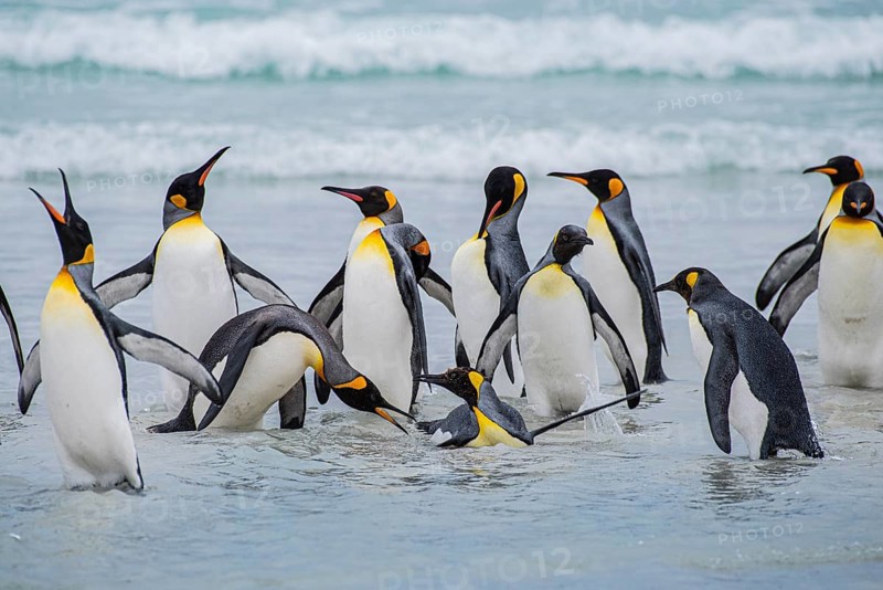 King penguins (Aptenodytes patagonicus), on the beach, Volunteer Point, Falkland Islands, Great Britain, South Atlantic, South America