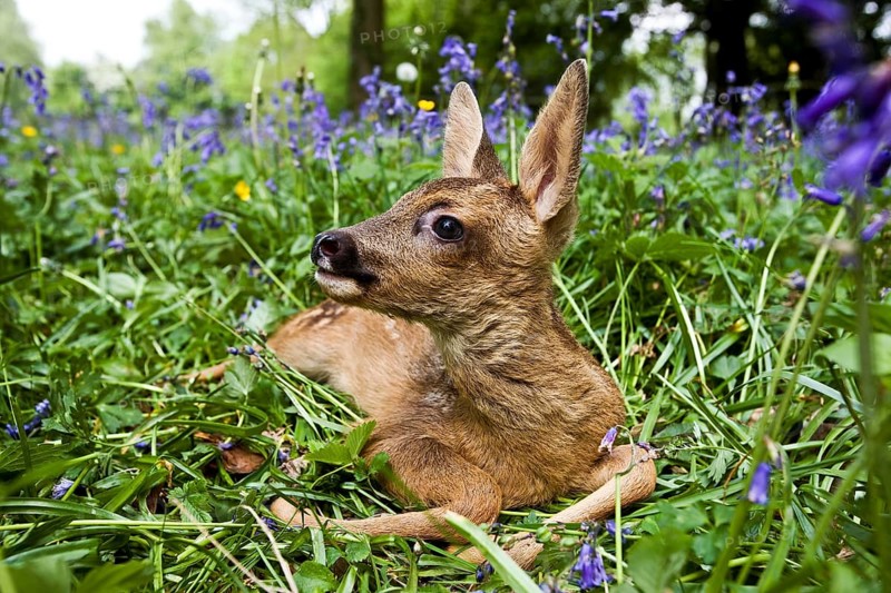 Roe Deer (capreolus capreolus), Fawn laying in Flowers, Normandy