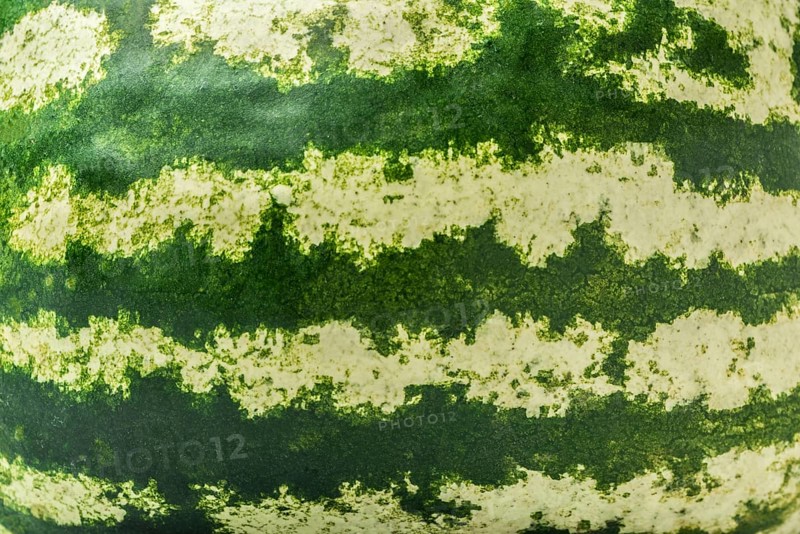 Green and fresh striped watermelon skin background