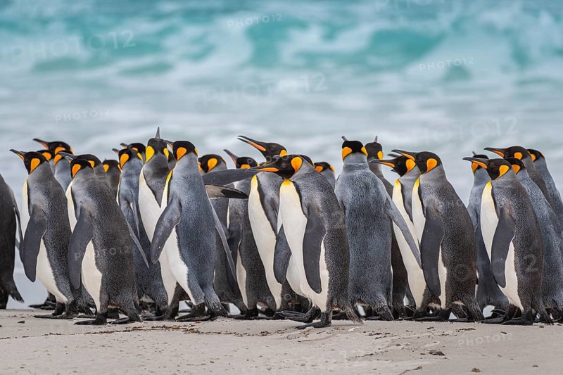 King penguins (Aptenodytes patagonicus) on the beach, Volunteer Point, Falkland Islands, Great Britain, South Atlantic, South America