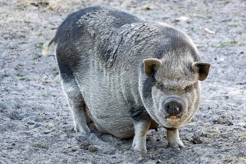 The pot belly pig is hungry and curiou
