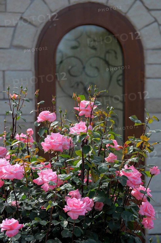 Shrub rose in pink flowering in the garden, Rosa shrub roses with arched door Rose garden in Oberderdingen