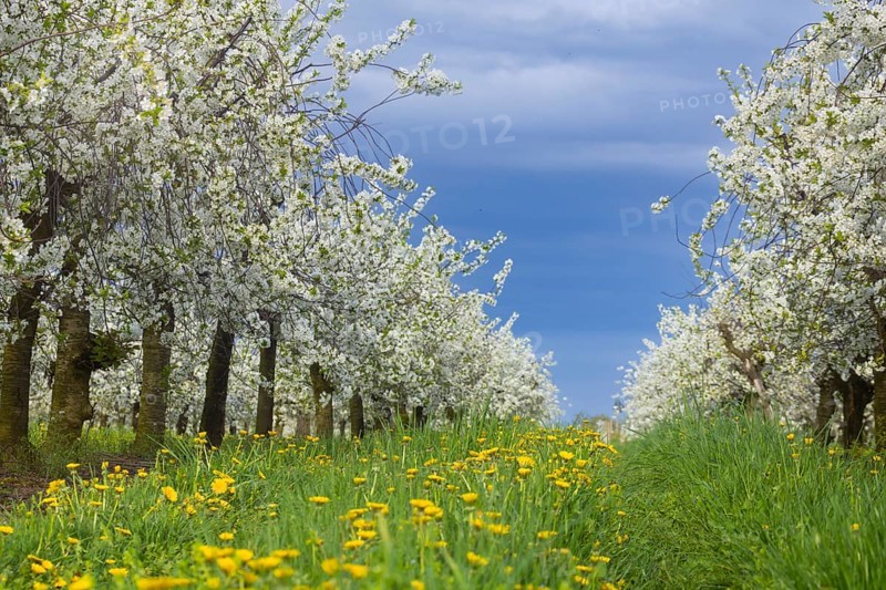 Cherry orchards in bloom near Wittegensdorf, Wittgensdorf, Saxony, Germany, Europe